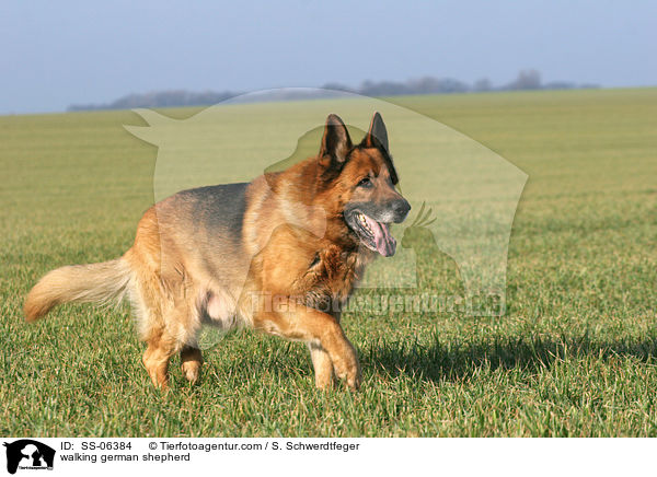 laufender Deutscher Schferhund / walking german shepherd / SS-06384