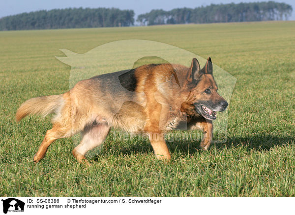 rennender Deutscher Schferhund / running german shepherd / SS-06386