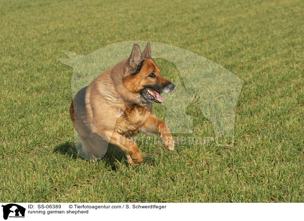 rennender Deutscher Schferhund / running german shepherd / SS-06389
