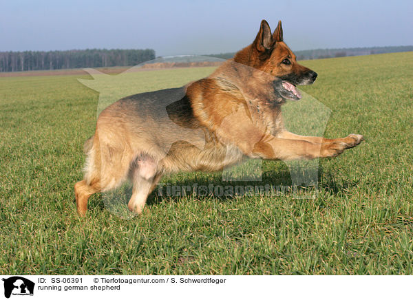 rennender Deutscher Schferhund / running german shepherd / SS-06391