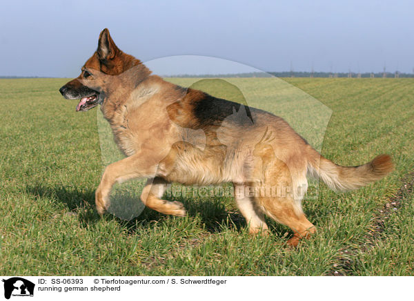 rennender Deutscher Schferhund / running german shepherd / SS-06393
