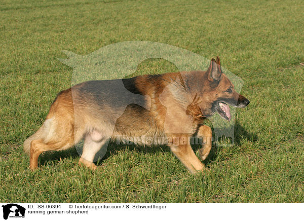 rennender Deutscher Schferhund / running german shepherd / SS-06394