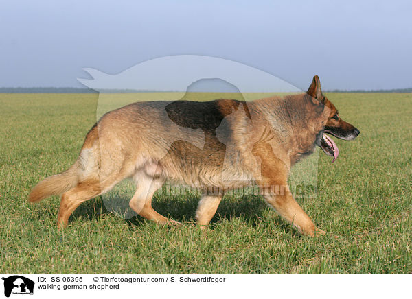 laufender Deutscher Schferhund / walking german shepherd / SS-06395