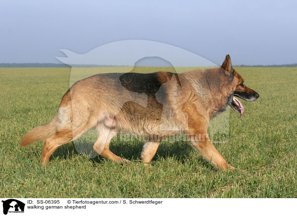 walking german shepherd / SS-06395