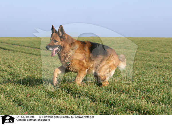 rennender Deutscher Schferhund / running german shepherd / SS-06396