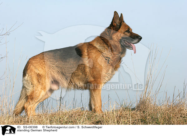 stehender Deutscher Schferhund / standing German Shepherd / SS-06398
