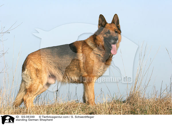 stehender Deutscher Schferhund / standing German Shepherd / SS-06399