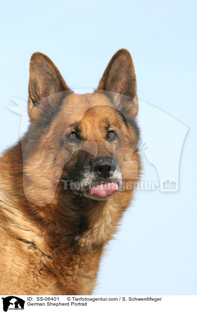 German Shepherd Portrait / SS-06401