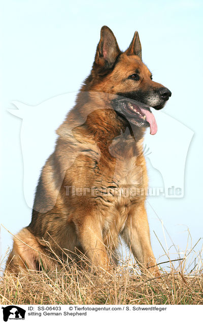 sitzender Deutscher Schferhund / sitting German Shepherd / SS-06403