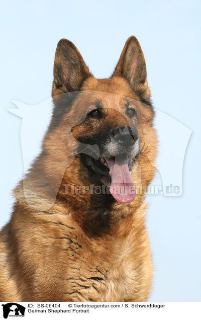 Deutscher Schferhund Portrait / German Shepherd Portrait / SS-06404