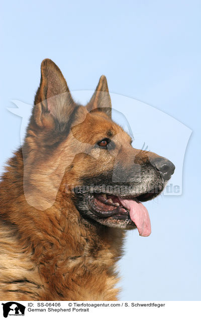 Deutscher Schferhund Portrait / German Shepherd Portrait / SS-06406