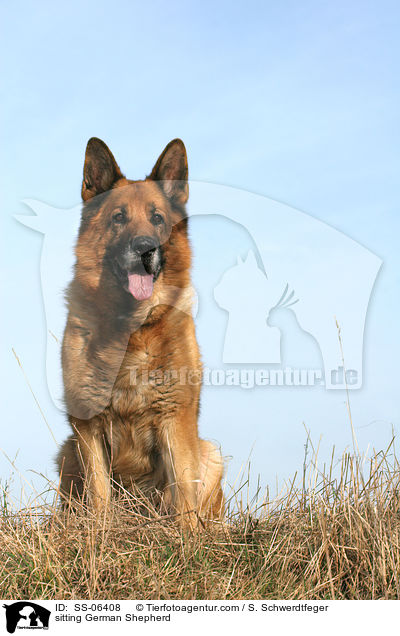 sitzender Deutscher Schferhund / sitting German Shepherd / SS-06408
