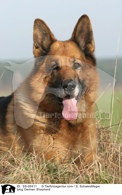 liegender Deutscher Schferhund / lying German Shepherd / SS-06411