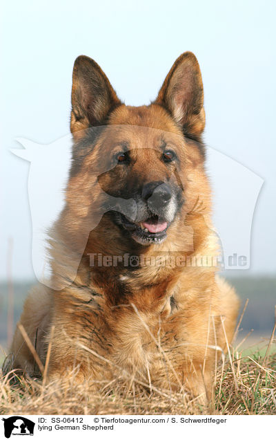 liegender Deutscher Schferhund / lying German Shepherd / SS-06412