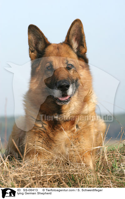 liegender Deutscher Schferhund / lying German Shepherd / SS-06413