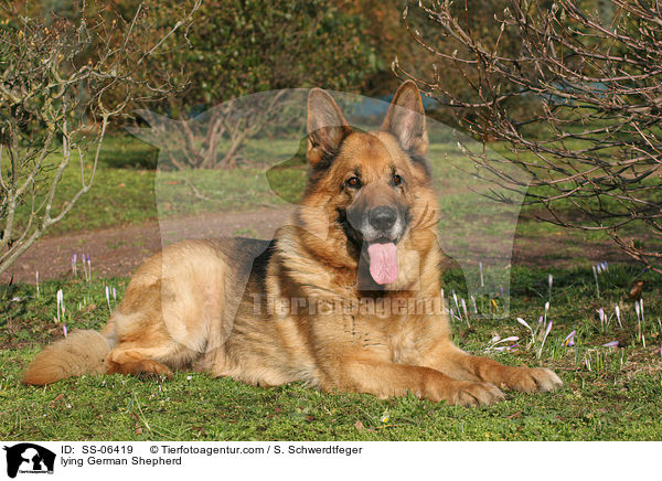 liegender Deutscher Schferhund / lying German Shepherd / SS-06419