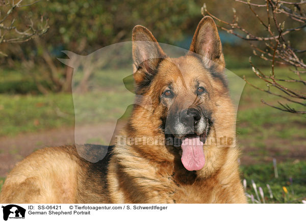 Deutscher Schferhund Portrait / German Shepherd Portrait / SS-06421
