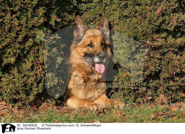 liegender Deutscher Schferhund / lying German Shepherd / SS-06425