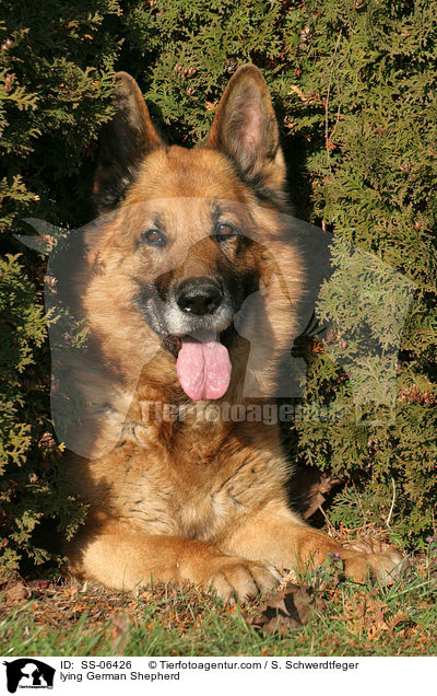 liegender Deutscher Schferhund / lying German Shepherd / SS-06426