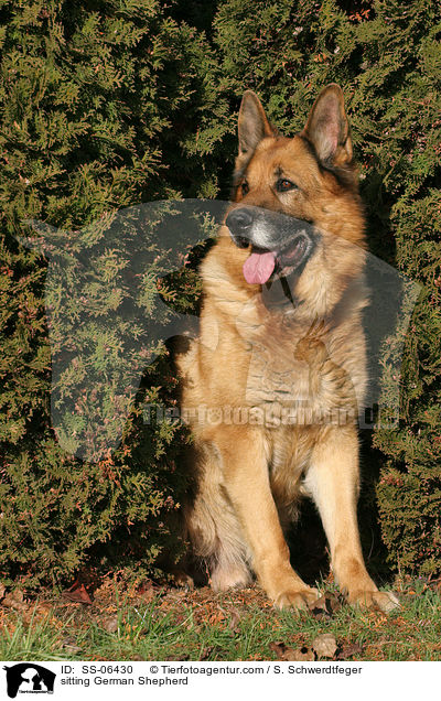 sitzender Deutscher Schferhund / sitting German Shepherd / SS-06430
