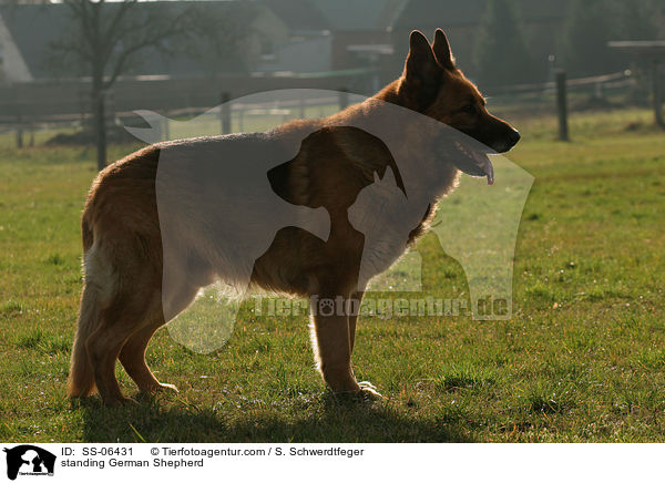 stehender Deutscher Schferhund / standing German Shepherd / SS-06431