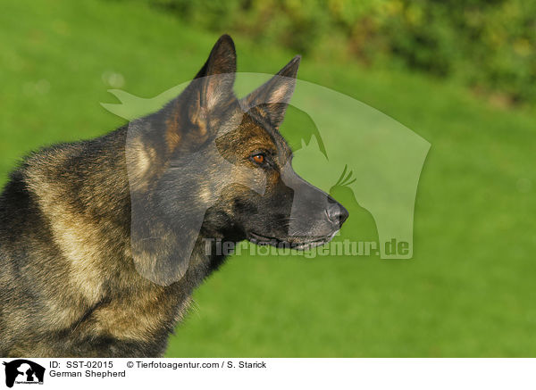 Deutscher Schferhund / German Shepherd / SST-02015