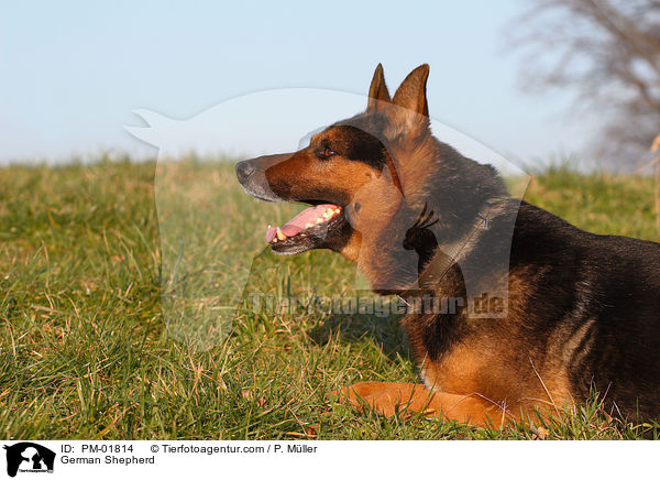 Deutscher Schferhund / German Shepherd / PM-01814