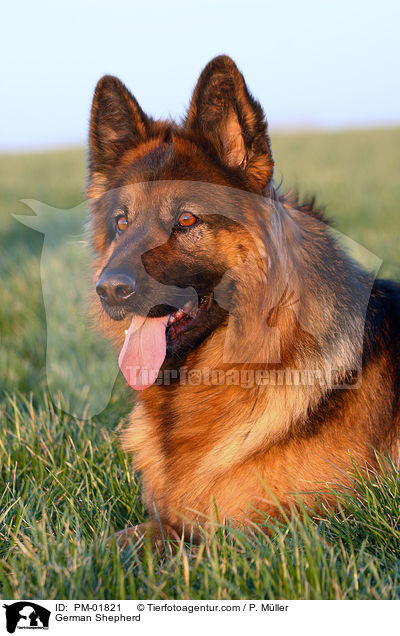 Deutscher Schferhund / German Shepherd / PM-01821