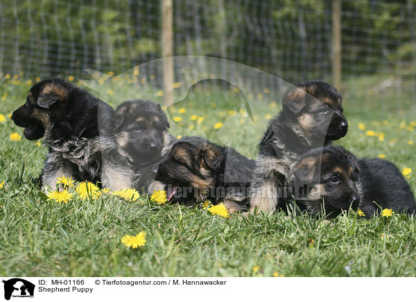 Schferhund Welpe / Shepherd Puppy / MH-01166