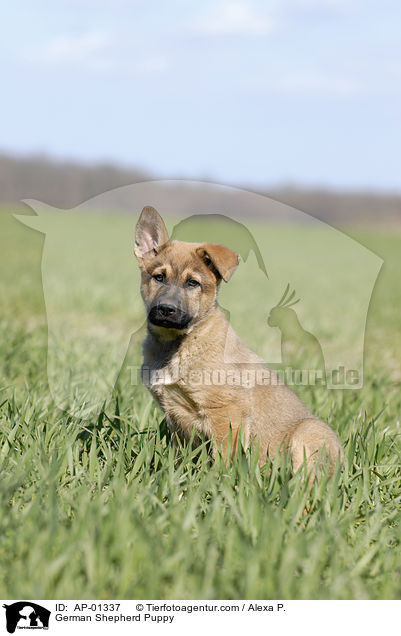 Schferhund Welpe / German Shepherd Puppy / AP-01337