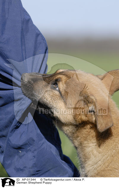 Schferhund Welpe / German Shepherd Puppy / AP-01344