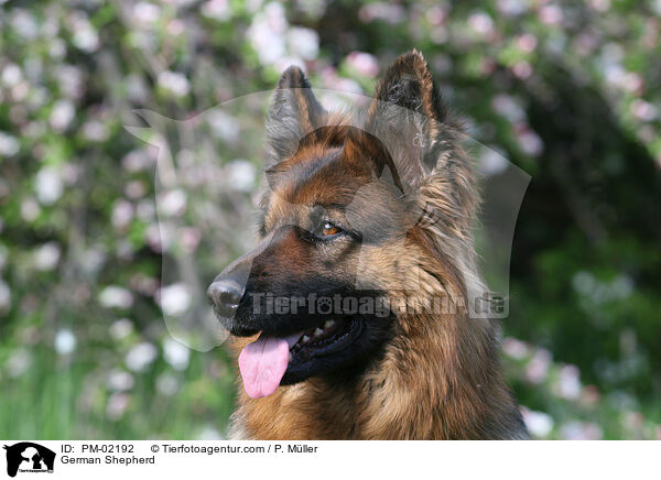 Deutscher Schferhund / German Shepherd / PM-02192