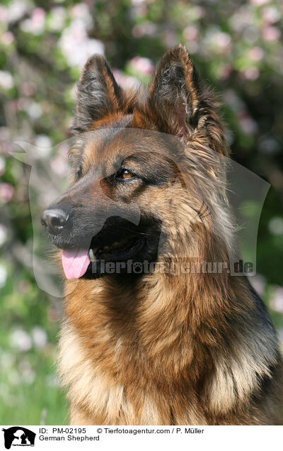 German Shepherd / PM-02195