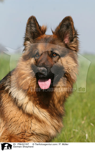 Deutscher Schferhund / German Shepherd / PM-02197