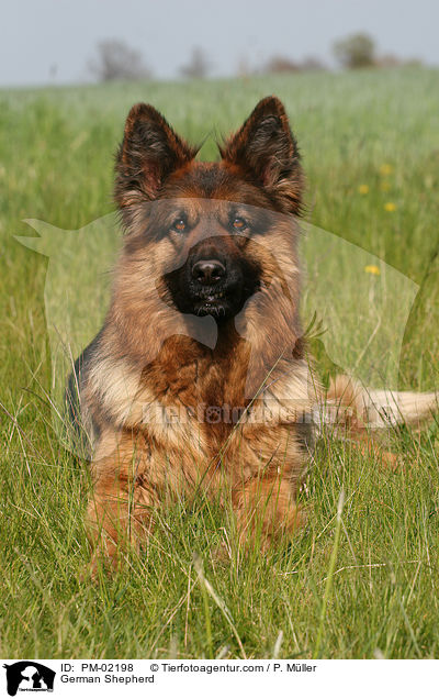 Deutscher Schferhund / German Shepherd / PM-02198