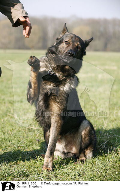Deutscher Schferhund / German Shepherd / RR-11366