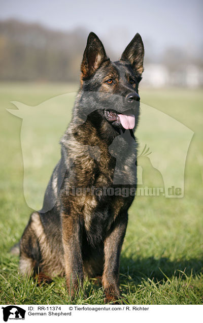 Deutscher Schferhund / German Shepherd / RR-11374