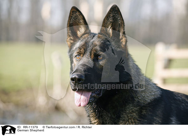 German Shepherd / RR-11379