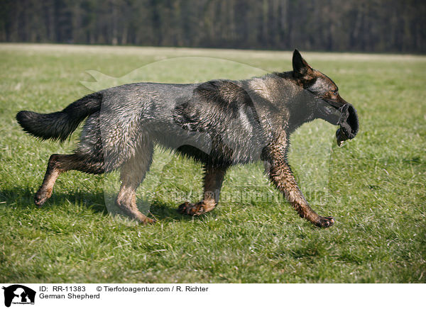 Deutscher Schferhund / German Shepherd / RR-11383