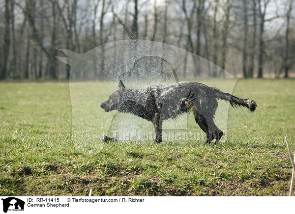 Deutscher Schferhund / German Shepherd / RR-11415