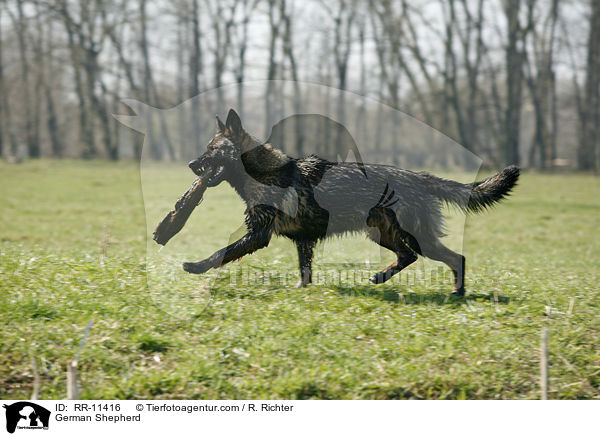 Deutscher Schferhund / German Shepherd / RR-11416