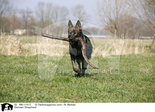Deutscher Schferhund / German Shepherd / RR-11417