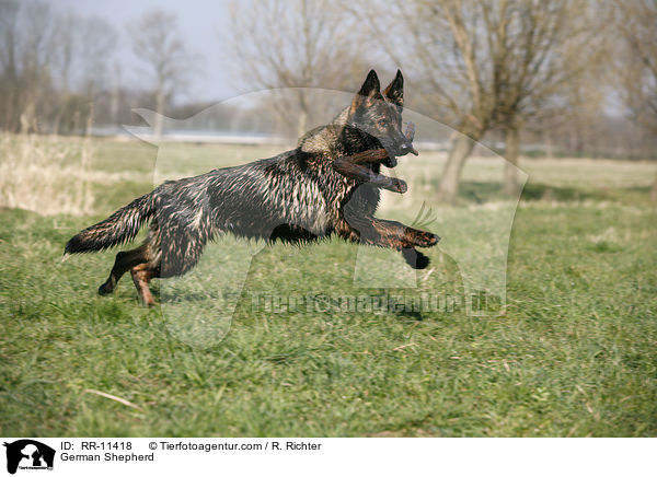 Deutscher Schferhund / German Shepherd / RR-11418