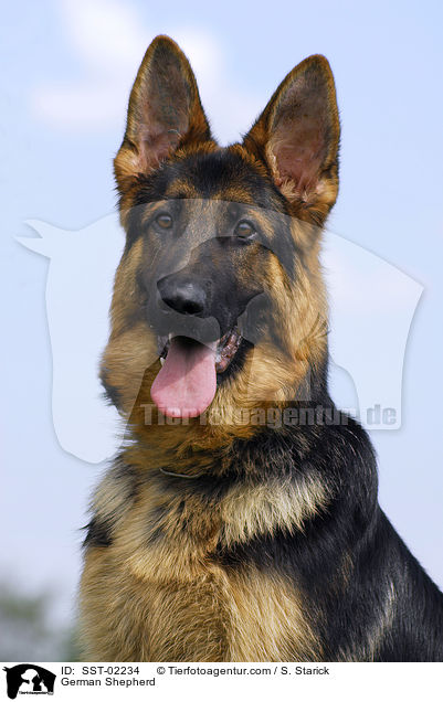 Deutscher Schferhund / German Shepherd / SST-02234