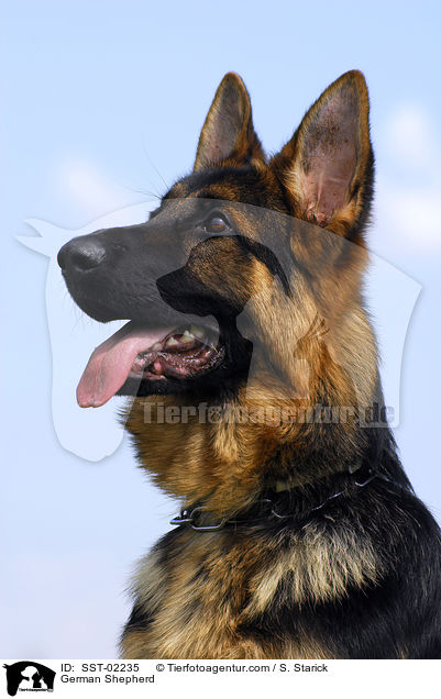Deutscher Schferhund / German Shepherd / SST-02235
