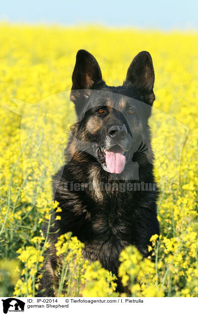 Deutscher Schferhund / german Shepherd / IP-02014