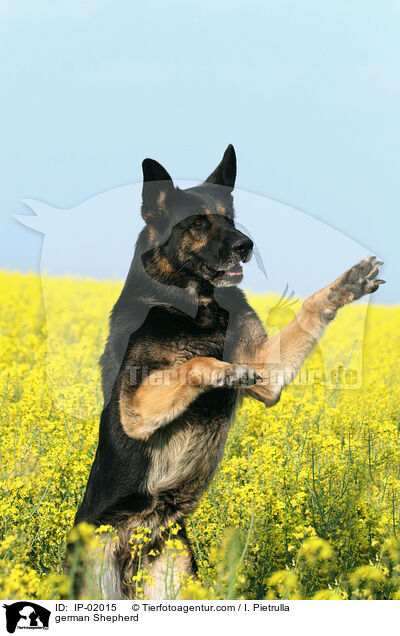 Deutscher Schferhund / german Shepherd / IP-02015