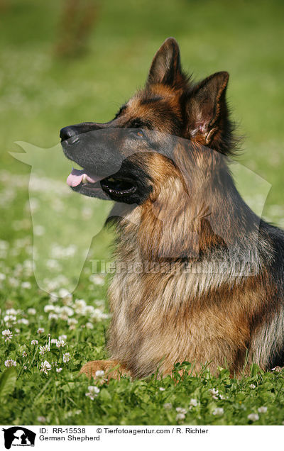 Deutscher Schferhund / German Shepherd / RR-15538