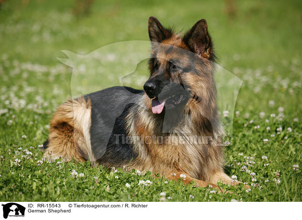 Deutscher Schferhund / German Shepherd / RR-15543