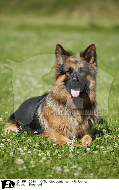 Deutscher Schferhund / German Shepherd / RR-15548